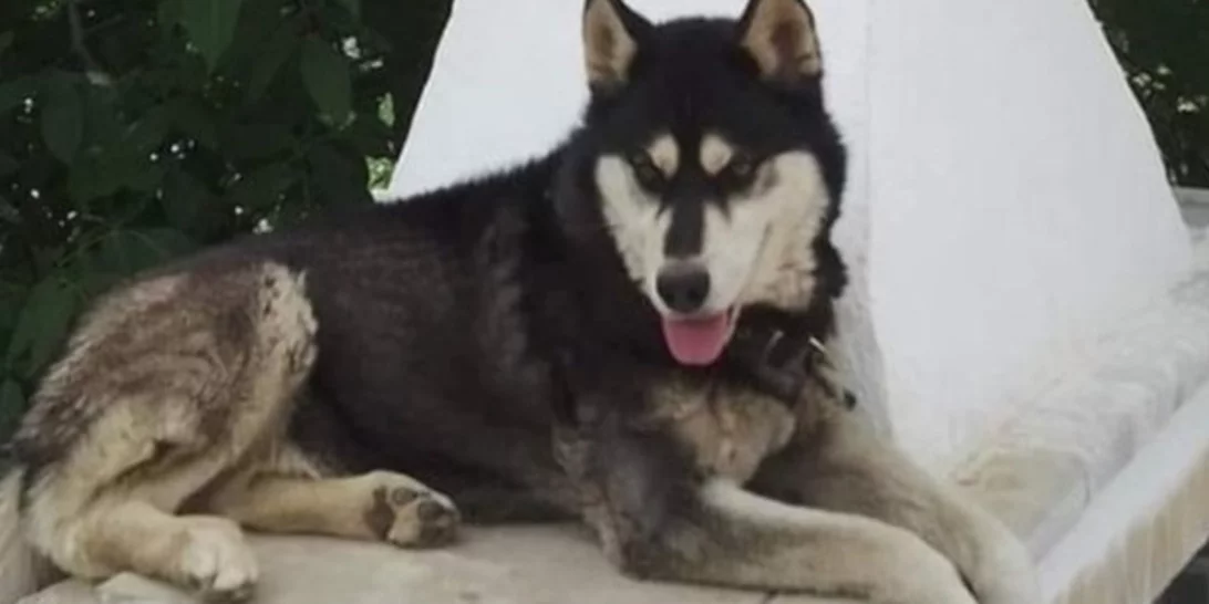 Αράχωβα: Νέα ανατροπή στην υπόθεση του Ολιβερ - "Υπάρχει βίντεο με τον δράστη" [βίντεο]