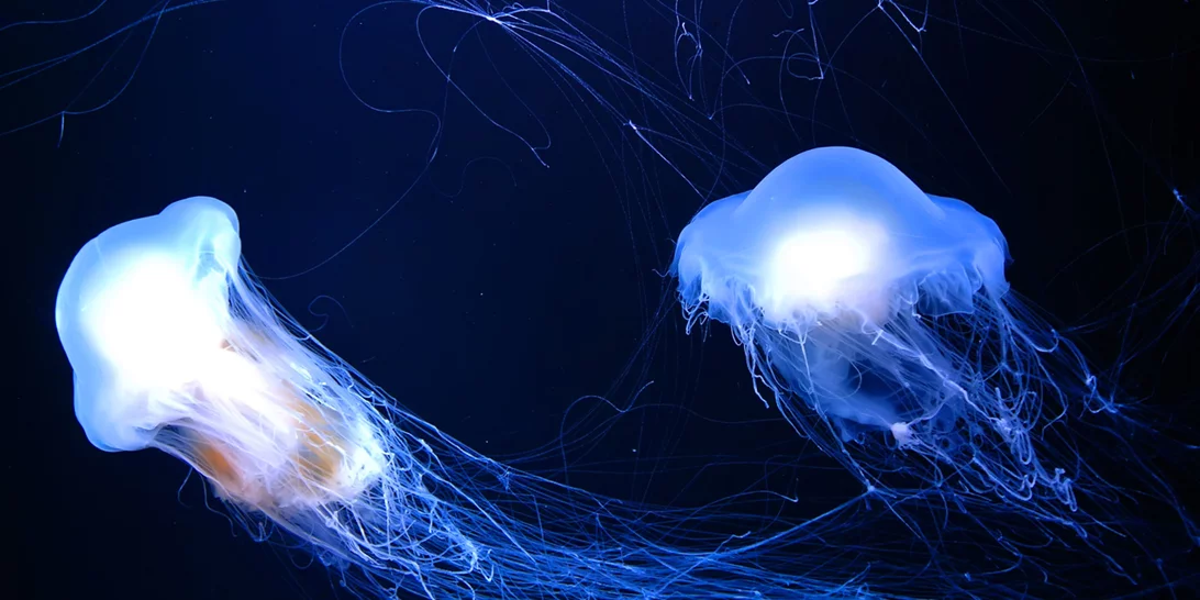 Μoβ μέδουσες | Τι πρέπει να κάνουμε σε περίπτωση τσιμπήματος στην παραλία - Ωκεανολόγος εξηγεί