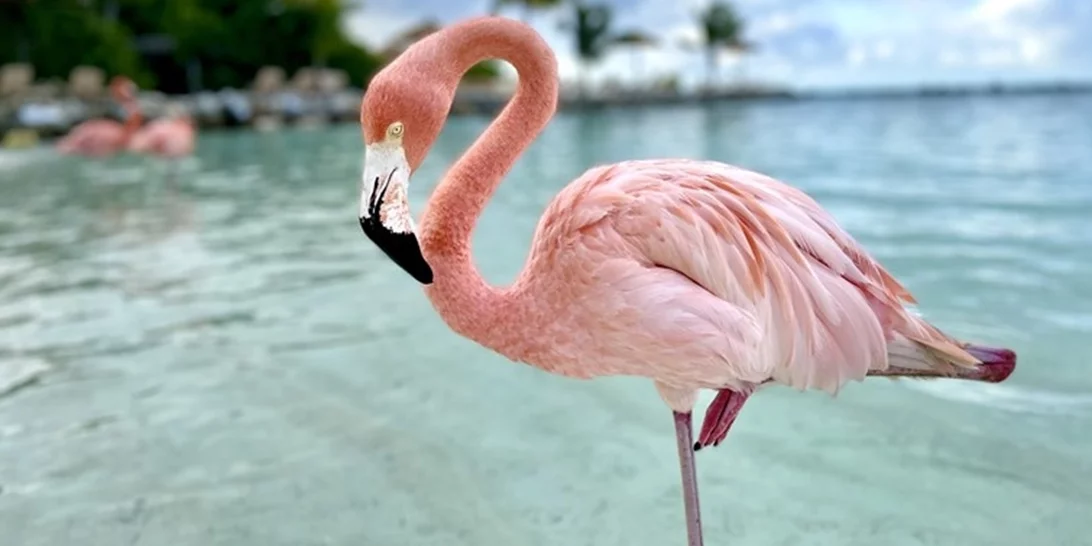 Μυτιλήνη | Οι διασώστες των φλαμίνγκο στους υγρότοπους της Λέσβου