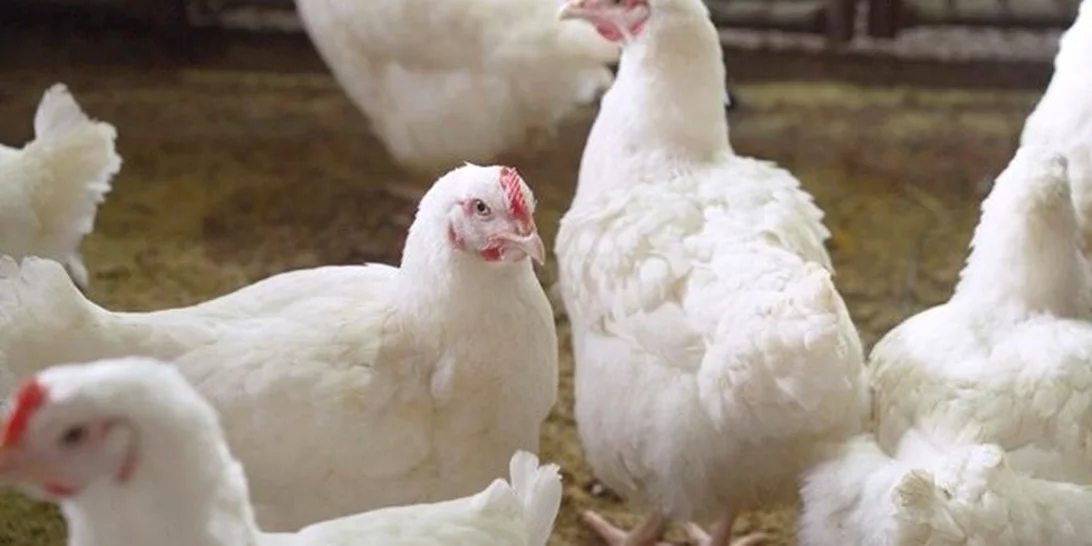 Εστίες γρίπης των πτηνών σε βαλκανικές χώρες