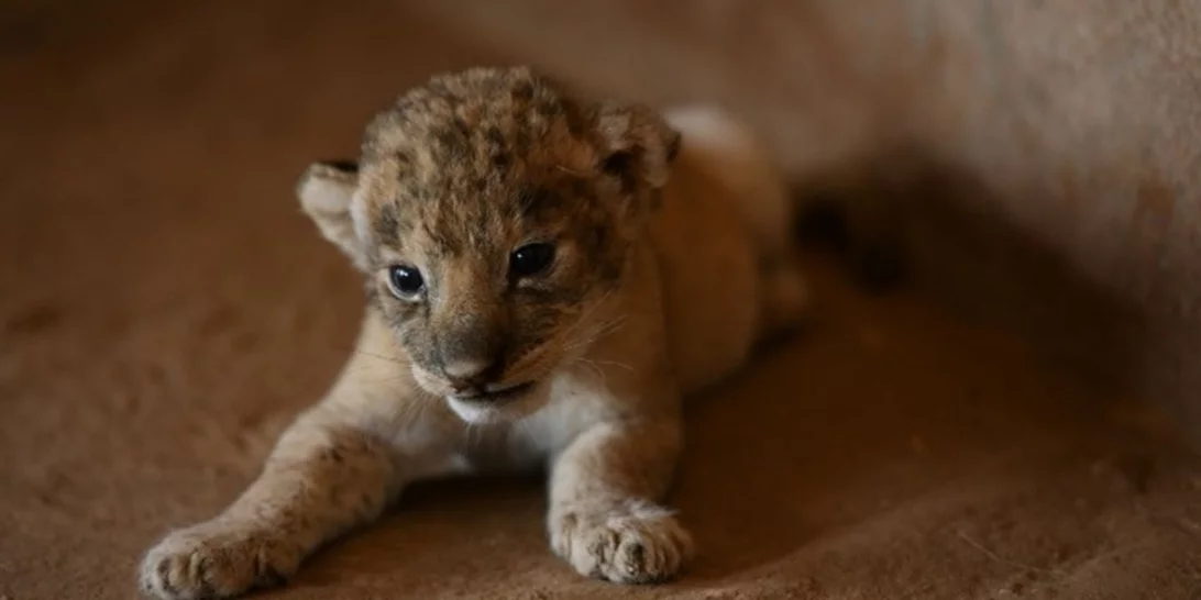 Κίνα | Εστιατόριο προσφέρει γεύμα αγκαλιά με λιονταράκια