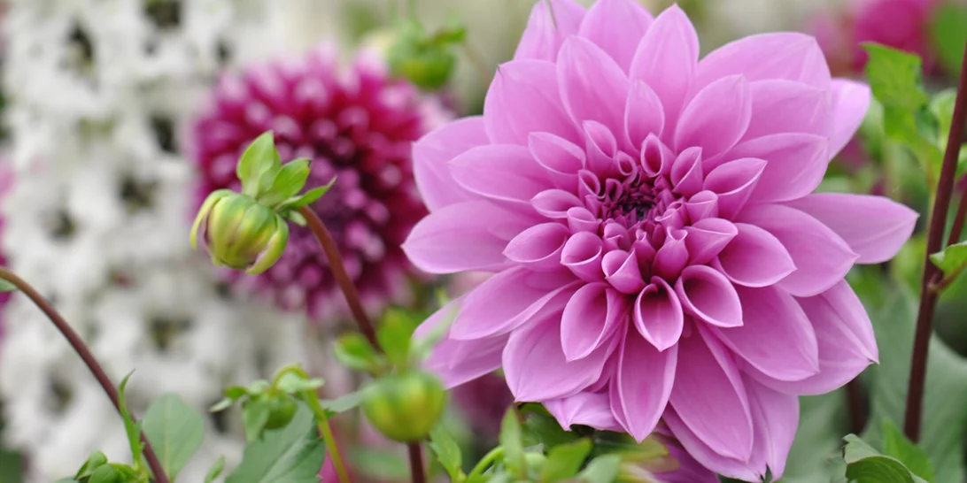 Το εξωτικό άρωμα που θα "τυλίξει" τις ωραιότερες στιγμές σου φέτος τον χειμώνα