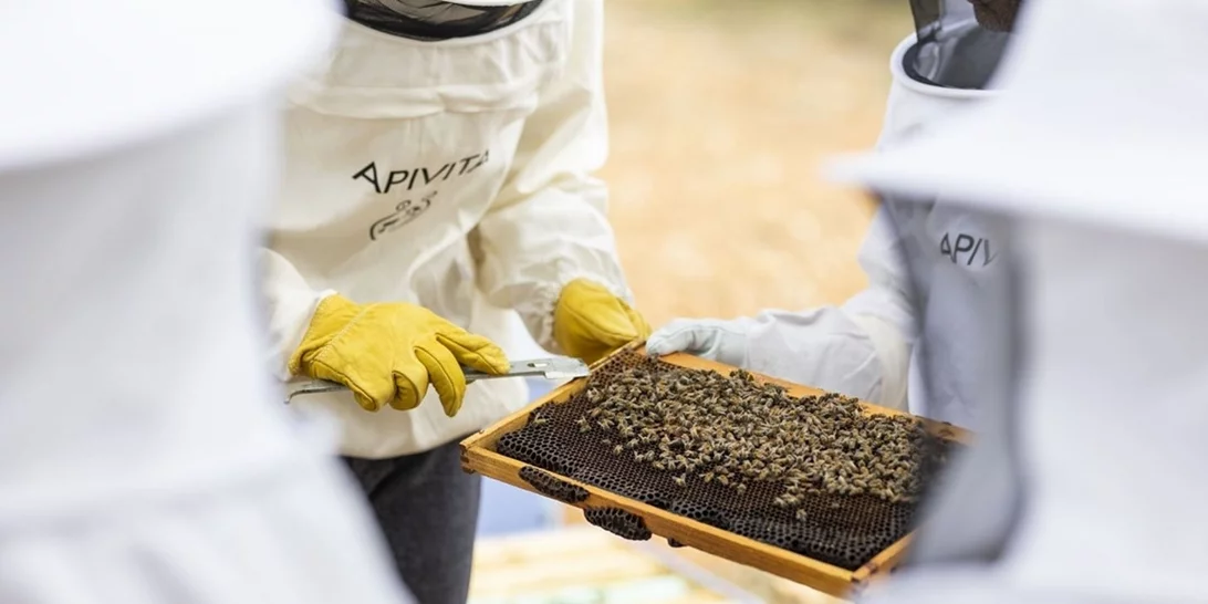 Αυτή είναι η πιο αξιέπαινη δράση για την προστασία του περιβάλλοντος και της μέλισσας