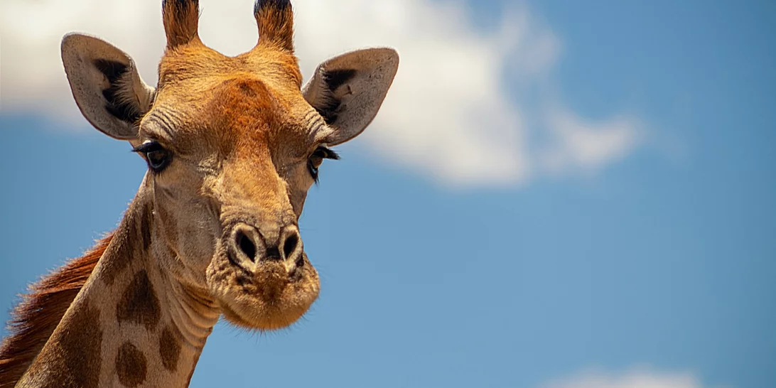 Πρωτόγνωρες εικόνες στη Βρετανία | Δίνουν στα ζώα γλειφιτζούρια πάγου με λαχανικά και φύλλα για να αντέξουν τον καύσωνα