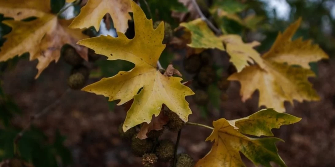 Καιρός | Φθινοπωρινό σκηνικό με συννεφιά τοπικές βροχές - Πού θα φτάσει η θερμοκρασία στην Αττική