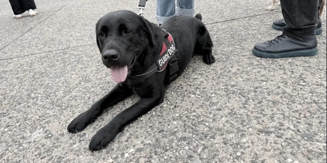 Συνεχίζεται και σήμερα Κυριακή το pet festival