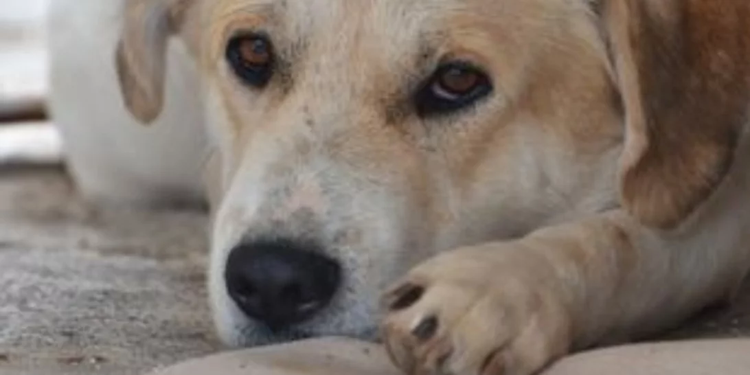 Πρόστιμο 1000 ευρώ σε 60χρονη γιατί παράτησε σκύλο στο αυτοκίνητο μέσα στη ζέστη