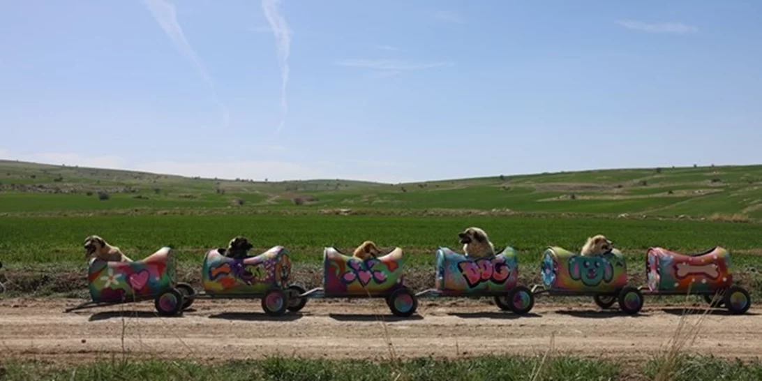 Τουρκία | H φιλόζωη που βγάζει βόλτα ανάπηρους σκύλους με αυτοσχέδιο "τρενάκι"