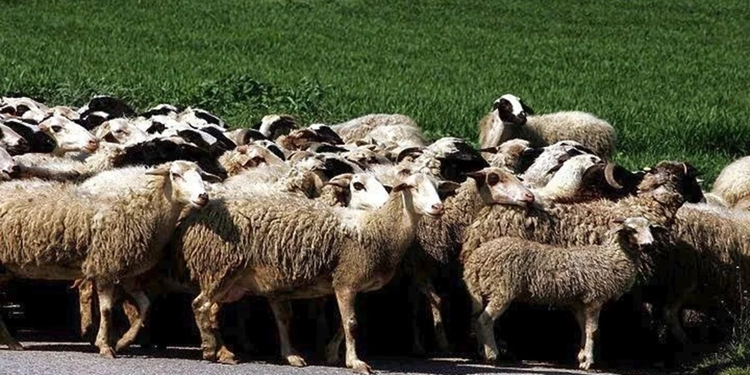Πάνω από 350 εκατ. ευρώ οι ζημιές από την ευλογιά των προβάτων σε 14 μήνες