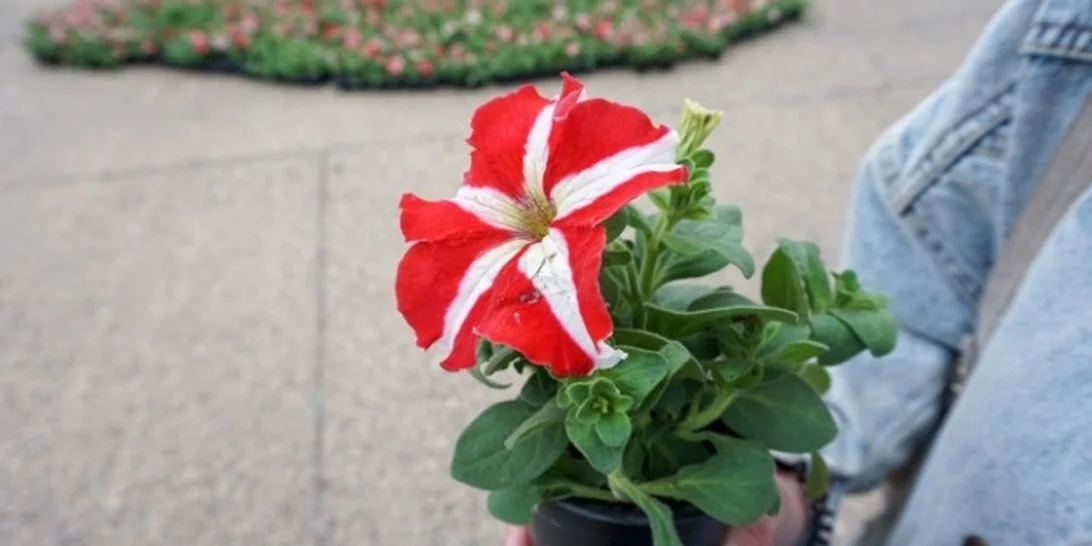 Η Γιορτή της Μητέρας στους δήμους της Αττικής