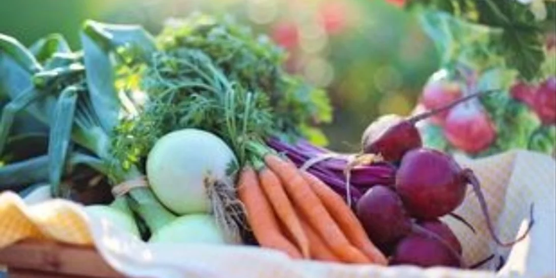 Χυμός παντζαριού μειώνει την αρτηριακή πίεση σε άτομα με χρόνια αποφρακτική πνευμονοπάθεια