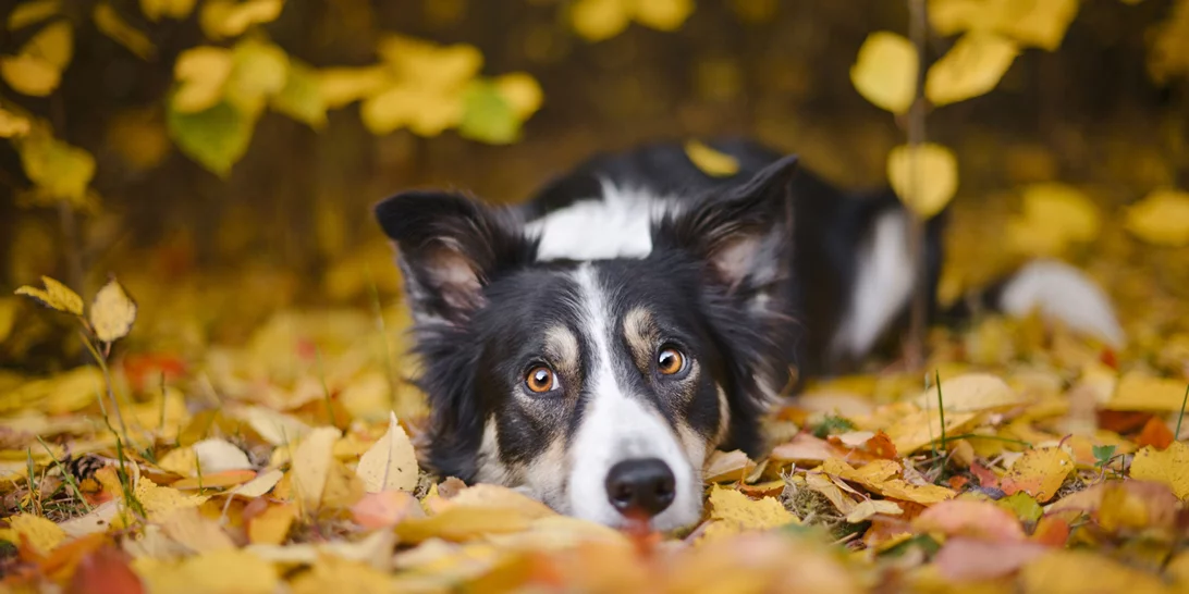 Τα ζώδια σήμερα 13/11 | Ημερήσιες προβλέψεις για κάθε ζώδιo