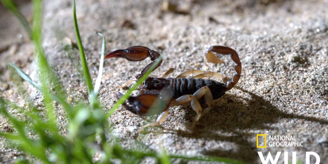 "Κρυμμένα Θαύματα της Ευρώπης" | Ένα επεισόδιο για τη φυσική ομορφιά της Ελλάδας στο National Geographic WILD