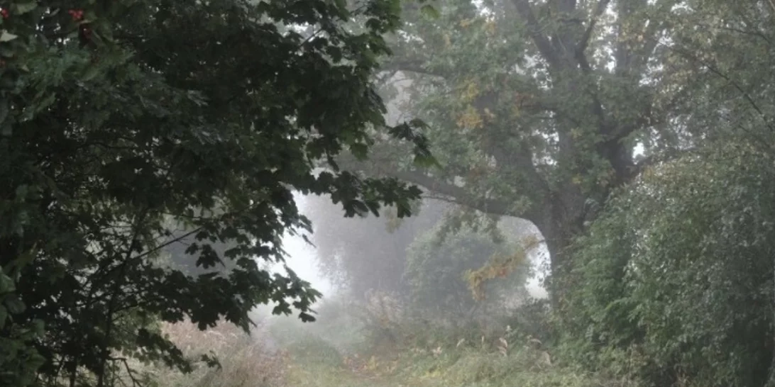 Από την εποχή του Λουδοβίκου ΙΔ΄ | Μια βελανιδιά 340 ετών κόπηκε για λόγους ασφαλείας στη Γαλλία