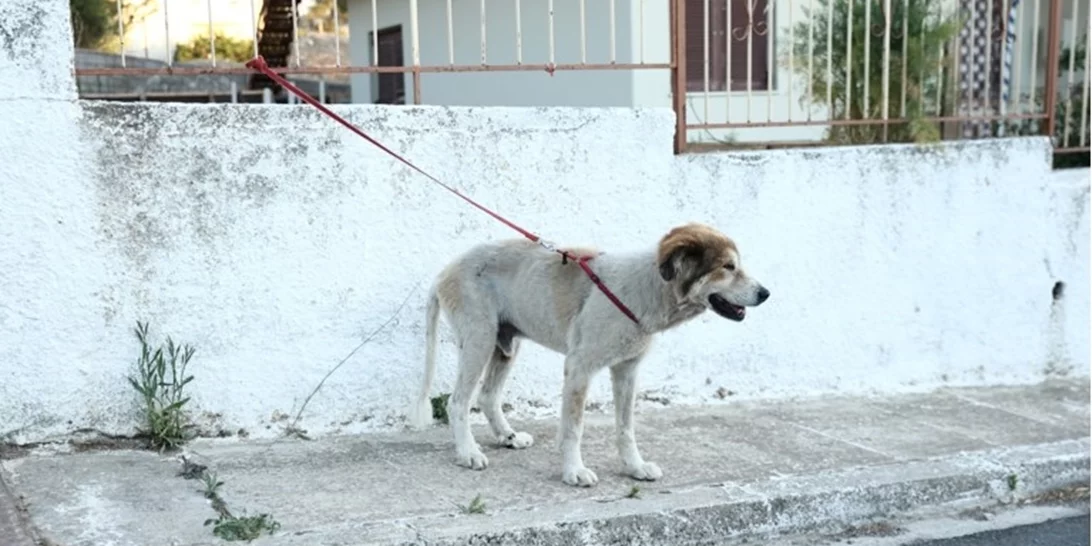 Φωτιά στην Αττική: Πού βρίσκονται οι ειδικοί χώροι προσωρινής φιλοξενίας για τα ζώα συντροφιάς