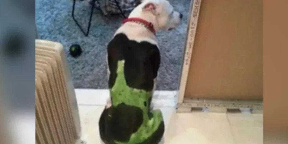 Αιδηψός | Ο 30χρονος που συνελήφθη για την κακοποίηση της γάτας, είχε βάψει τον σκύλο του - Ζήτησε και τα.. ρέστα