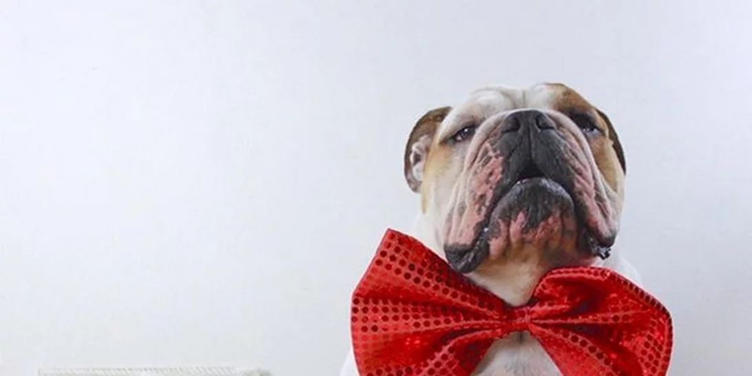 Τα πιο stylish σκυλάκια του instagram