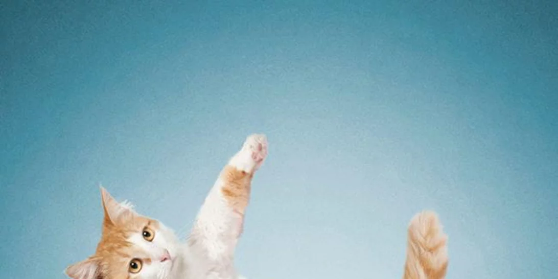 Σκύλοι, Γάτες, Yoga και ακριβή μόδα:  Όλα μαζί σε μια απίστευτη φωτογράφηση!