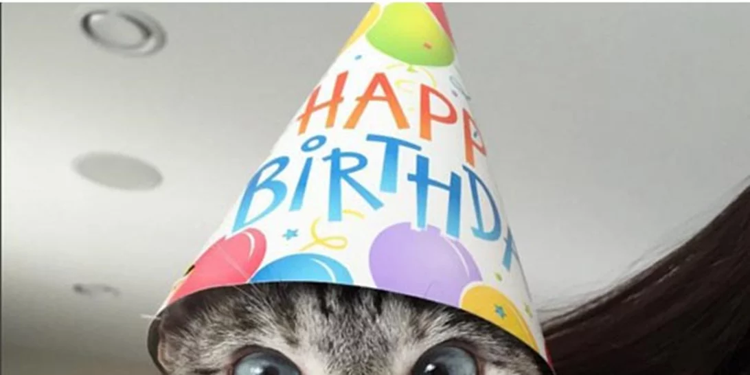 Αυτή η γάτα έχει πάνω από 2 εκατομμύρια followers στο Instagram