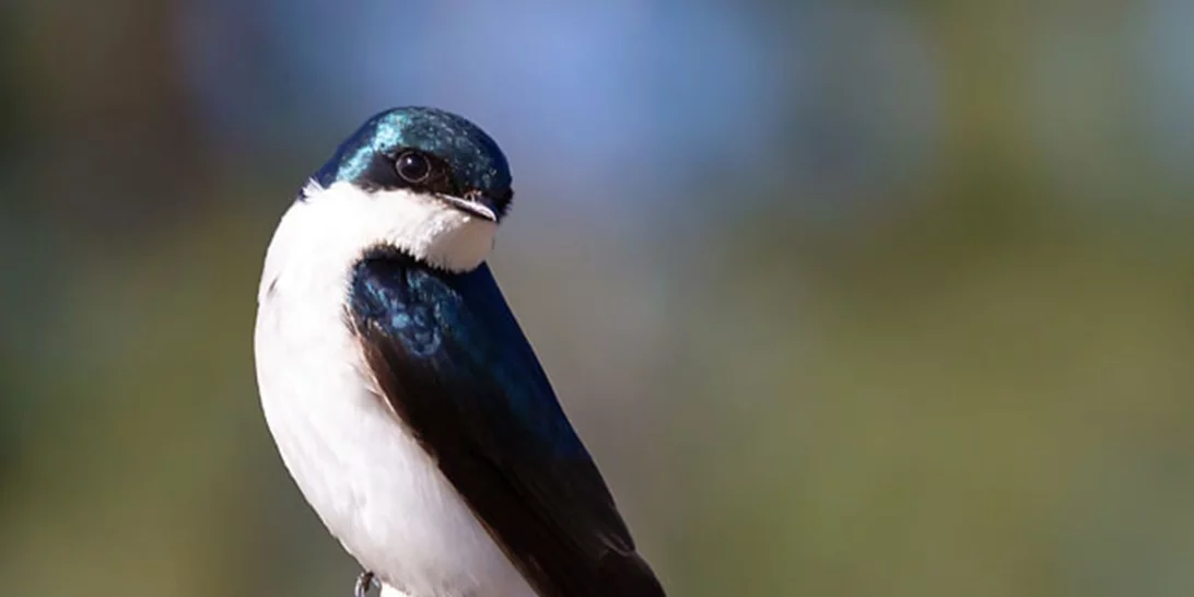 Μάθε τα πάντα για την εθελοντική δράση "Χελιδονίσματα"