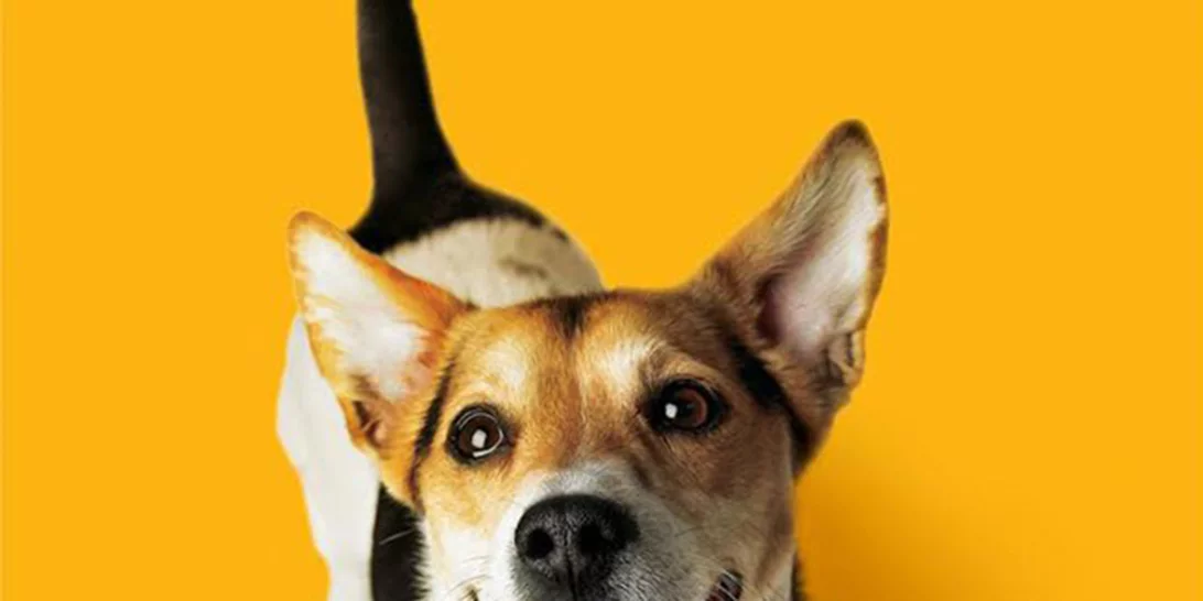 Αυτή είναι η φροντίδα του σκύλου σου που λανθασμένα μπορεί να παραβλέπεις