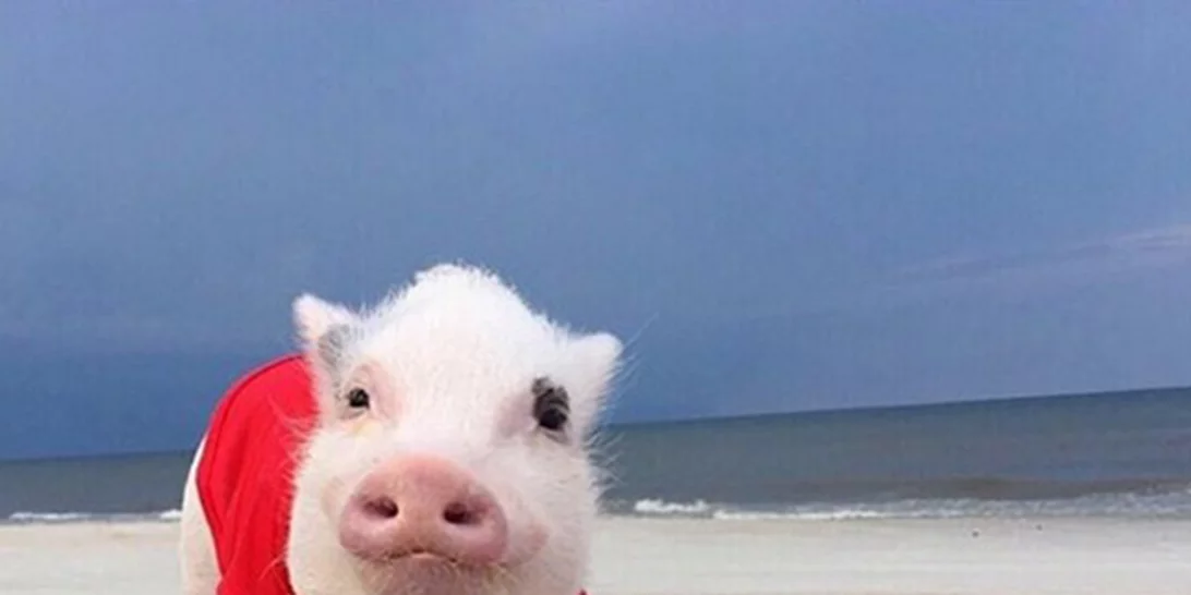 11/6:  Αυτοί είναι οι Instagram λογαριασμοί που θέλουμε να ακολουθούμε τώρα