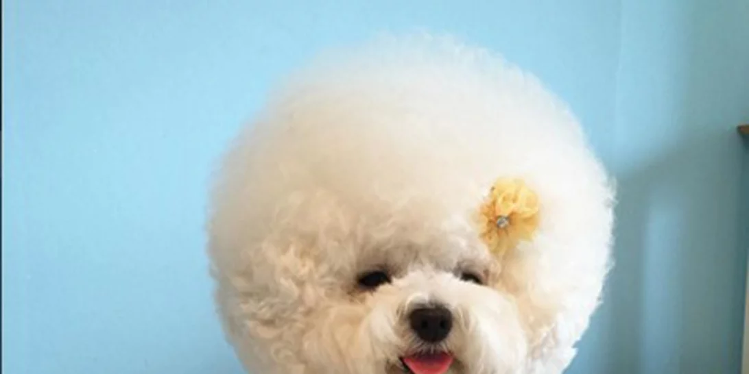 Αυτό το σκυλάκι έχει το πιο φανταστικό κούρεμα