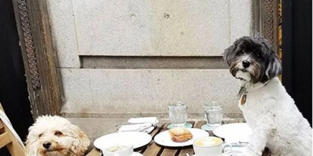 Αν είσαι foodie και αγαπάς τα ζώα θα λατρέψεις αυτό το Instagram account