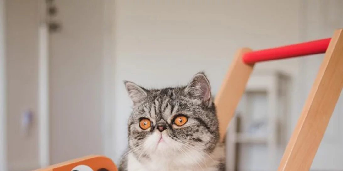 Αυτή η γάτα ξέρει να διασχίζει τον δρόμο