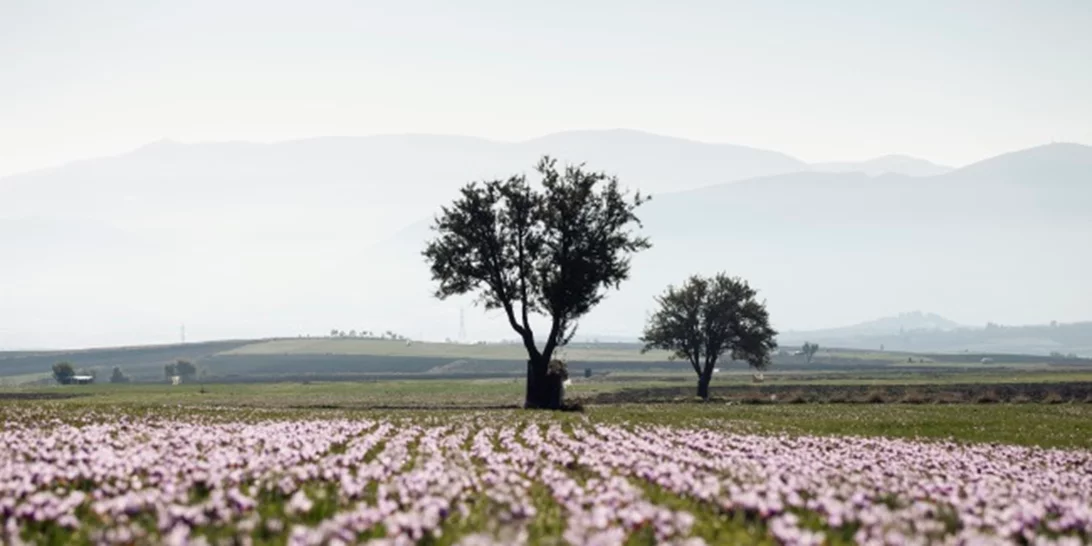 Ένα ταξίδι στον Κρόκο Κοζάνης: Η μοναδική εμπειρία και μια νέα beauty άφιξη