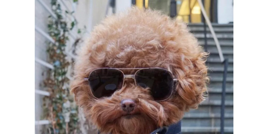 Κι όμως! Τα σκυλιά ξεχωρίζουν τους καλούς από τους κακούς ανθρώπους