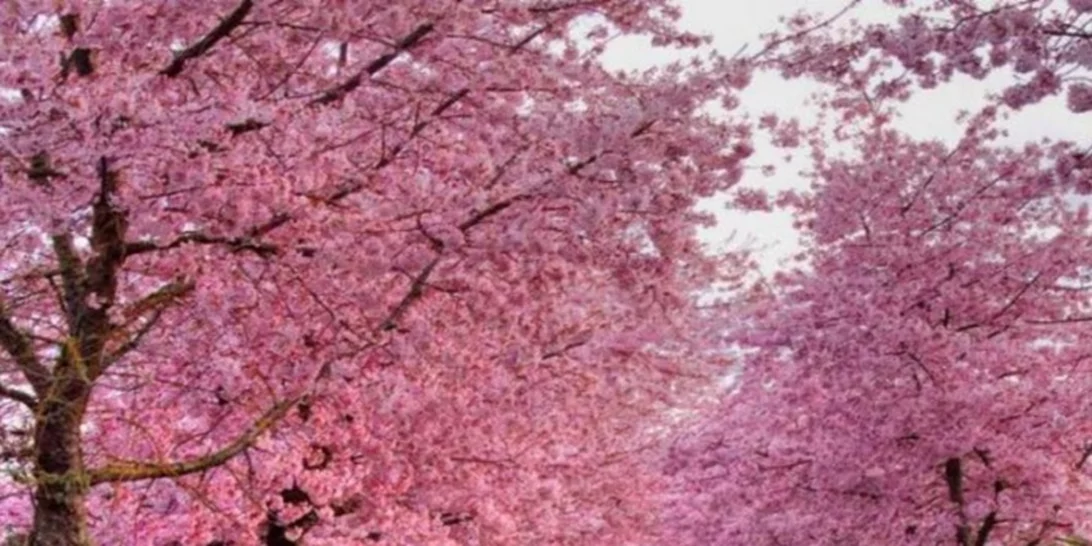 Η άνοιξη ξεκινά από σήμερα και επίσημα!