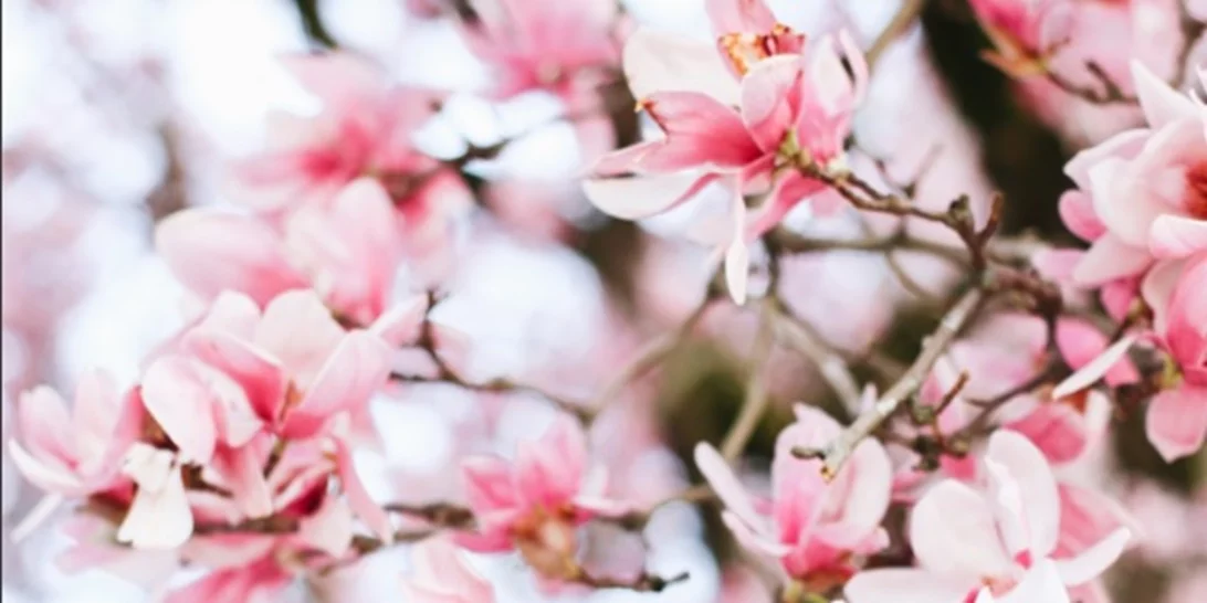 7 Instagram λογαριασμοί που πρέπει να ακολουθήσεις αν αγαπάς τα φυτά