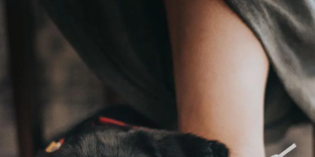 Aυτές είναι οι καλύτερες φωτογραφίες σκύλων του Kennel Club 2017