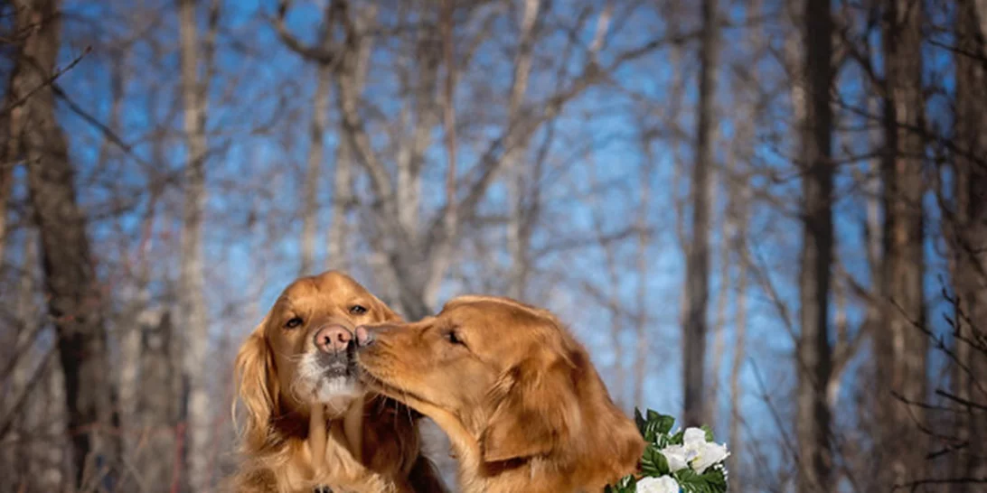 Η φωτογράφηση της εγκύου σκυλίτσας που θα σε συγκινήσει