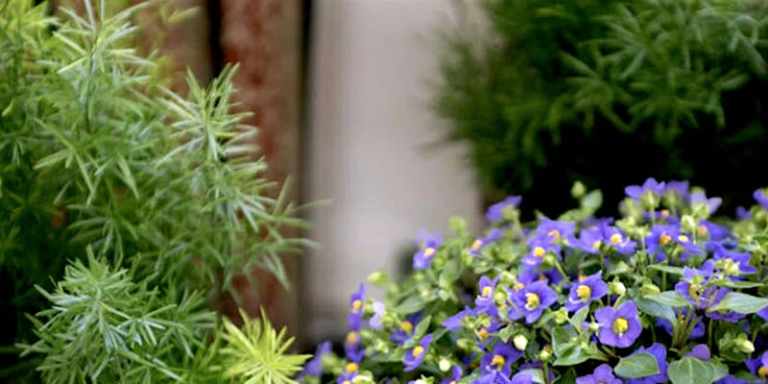 Ένα summer bazaar γεμάτο λουλούδια και όμορφες μυρωδιές!