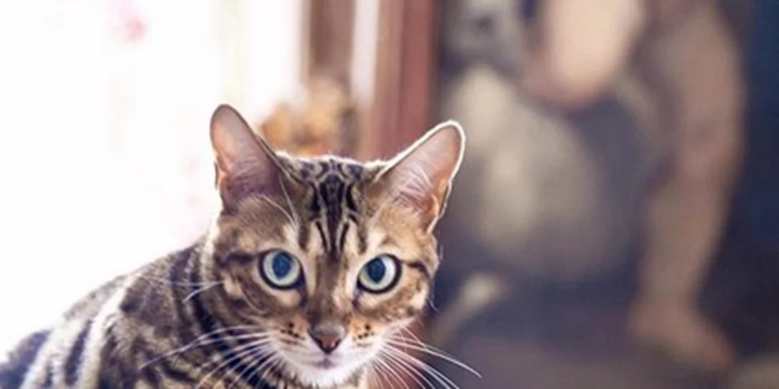 Είναι αυτή η πιο γλυκιά διαφήμιση που έχουμε δει; Εμείς πάντως λιώσαμε!