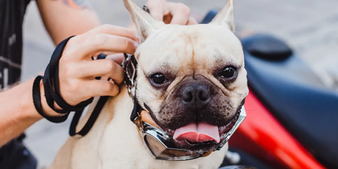 Πώς να φροντίσεις σωστά τον σκύλο σου