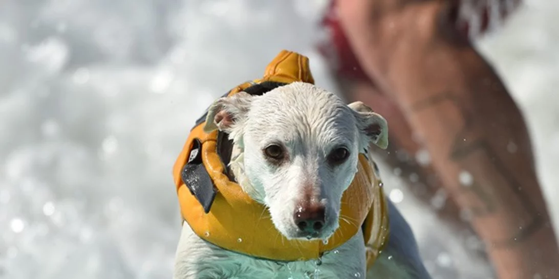 Ο πιο συναρπαστικός αγώνας surf έχει πρωταγωνιστές... σκυλάκια!