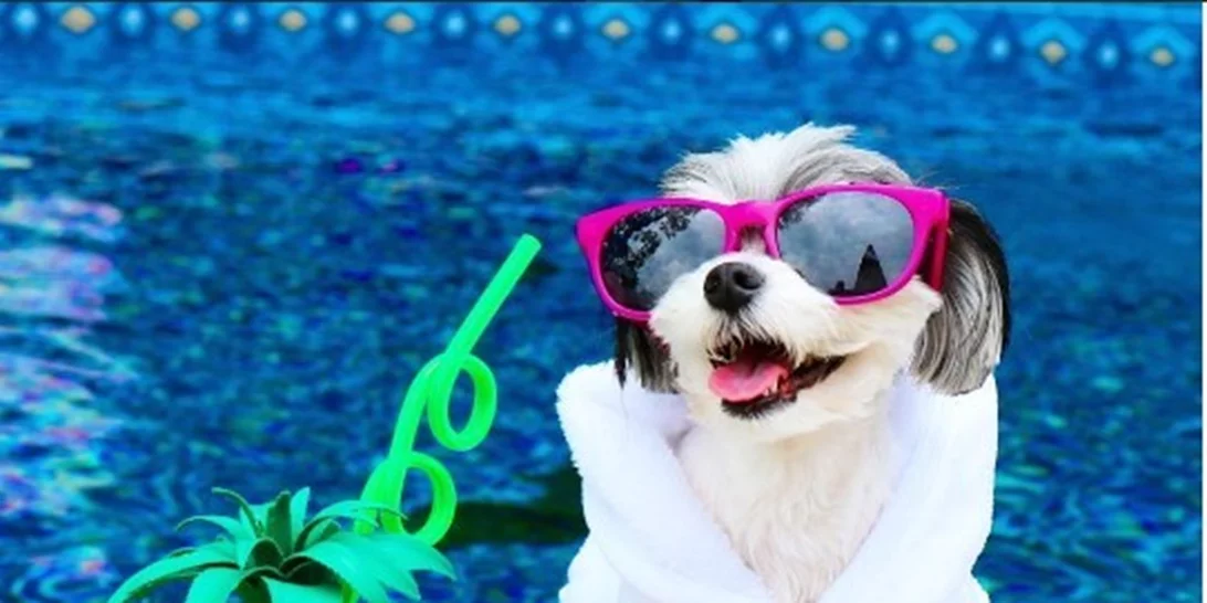 Tinkerbelle The Dog: Μια... blogger διαφορετική από όλες τις άλλες