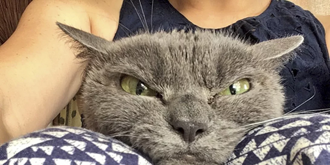 Η πιο θυμωμένη γάτα του κόσμου ψάχνει σπίτι