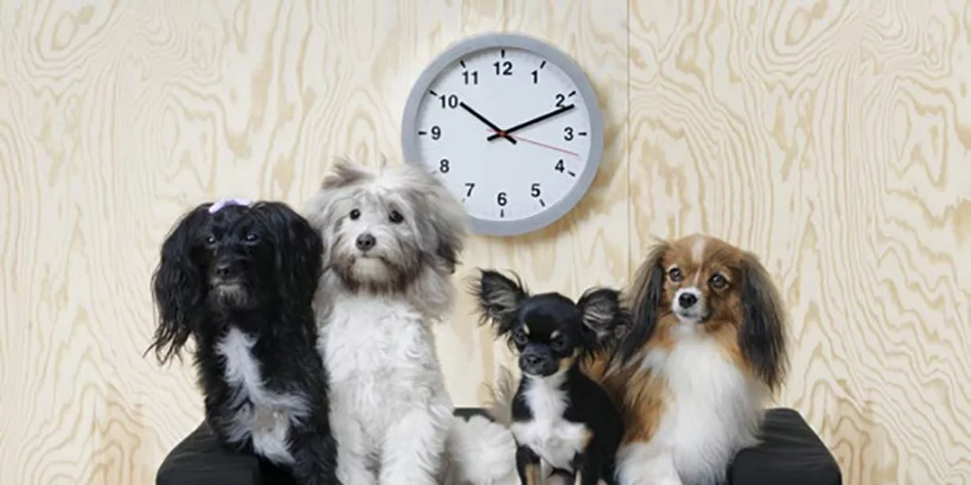 ΙΚΕΑ | Η νέα σειρά της δεν είναι για σένα αλλά για τον μικρό σου φίλο!