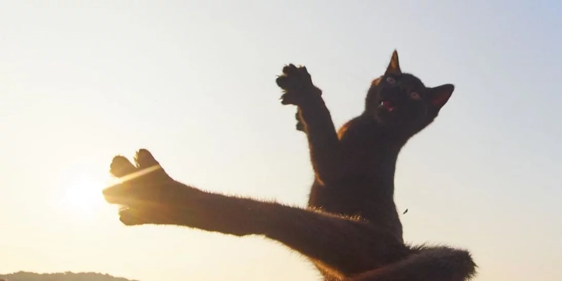 Μήπως οι γάτες είναι τελικά οι πραγματικοί ninja;