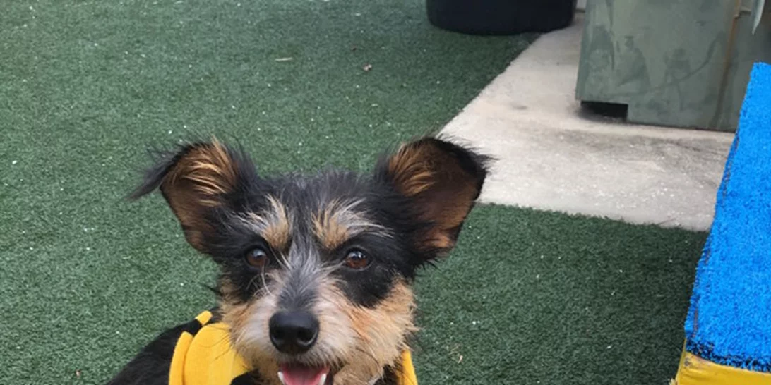 Αγαπάς τον Harry Potter; ΕΤΣΙ θα υιοθετούσες και εσύ σκυλάκι!