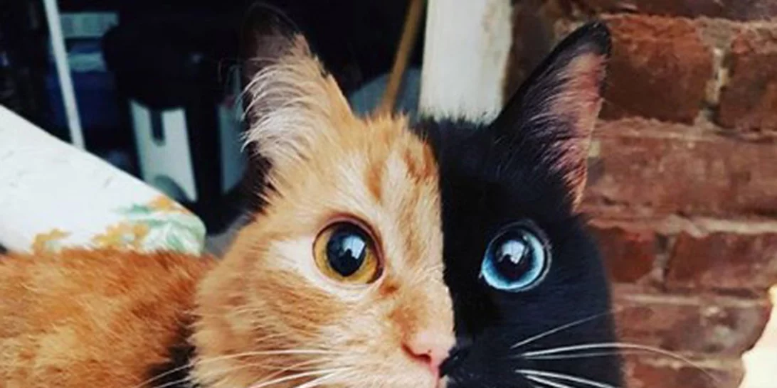 Η πιο ιδιαίτερη γάτα που θα λατρέψεις σήμερα