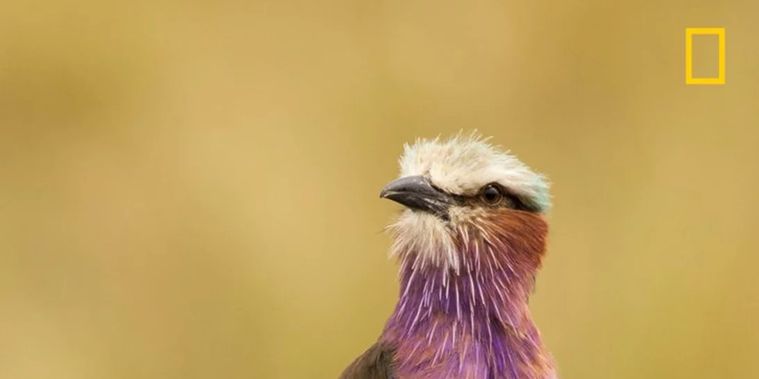 15 εντυπωσιακές φωτογραφίες για τον φετινό διαγωνισμό Nat Geo Nature