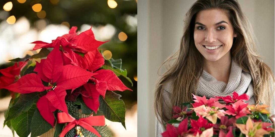 Αλεξανδρινό | 3 εύκολες ιδέες για διακόσμηση με πρωταγωνιστή το λουλούδι των Χριστουγέννων!