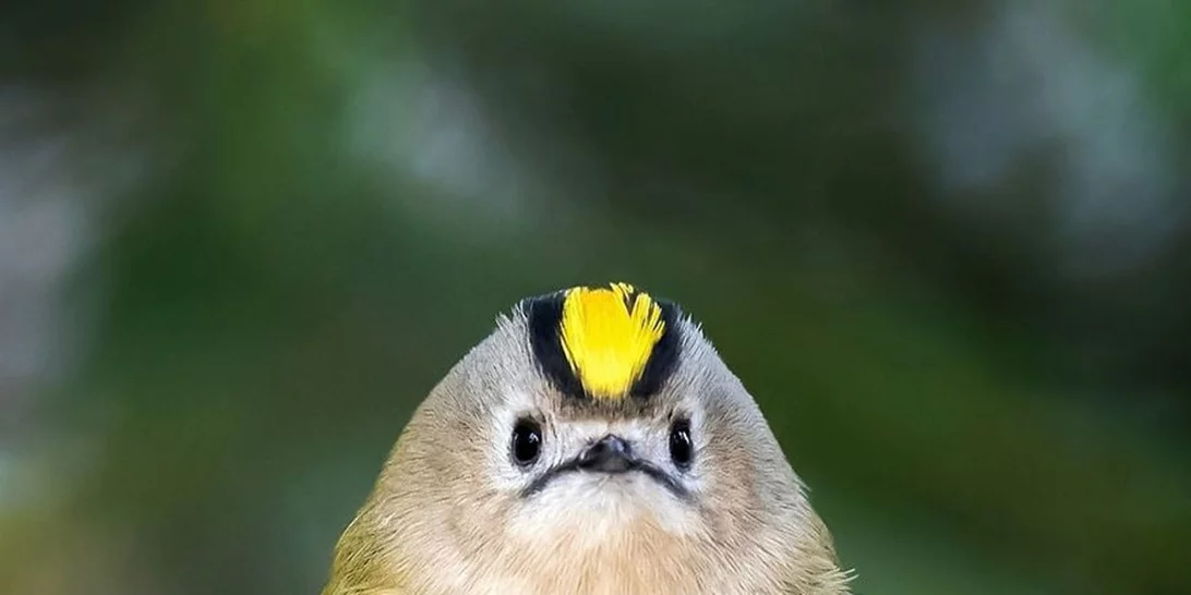 Αληθινά angry birds που θα σου φτιάξουν τη μέρα