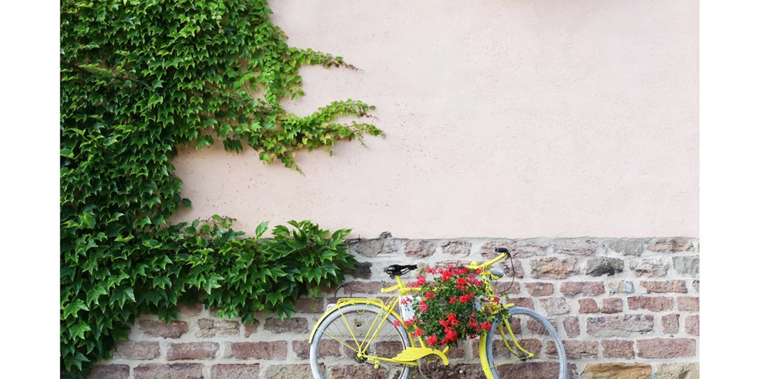 10+1 Instagram λογαριασμοί που αγαπούν τα φυτά