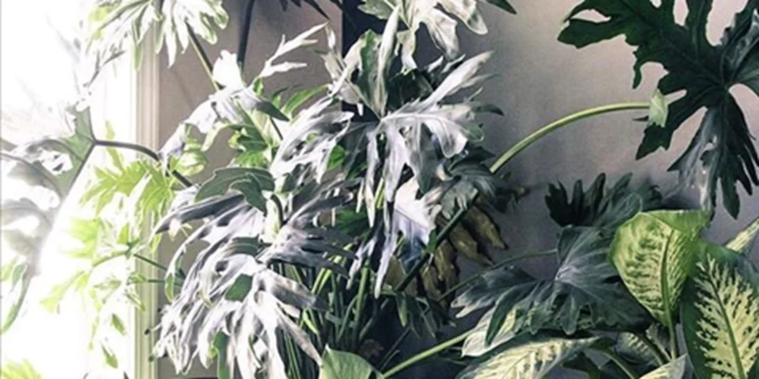 5 tips για καταπράσινα φυτά εσωτερικού χώρου!